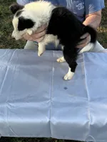 Pipi, a female Shetland Sheepdog for sale in Pelzer, SC – 3 of 9