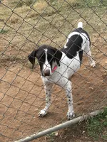 Black Boy, a male German Shorthaired Pointer for sale in Pelzer, SC – 5 of 6