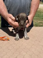 Orange boy, a male German Shorthaired Pointer for sale in Pelzer, SC – 4 of 8