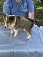 Laddie, a male Shetland Sheepdog for sale in Pelzer, SC – 5 of 9