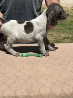 Green Boy, a male German Shorthaired Pointer for sale in Pelzer, SC – 2 of 10