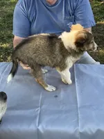 Laddie, a male Shetland Sheepdog for sale in Pelzer, SC – 2 of 9