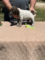 Neon boy , a male German Shorthaired Pointer for sale in Pelzer, SC – 3 of 7