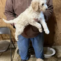 Molly, a female Labradoodle for sale in Pelzer, SC – Photo 2 of 5