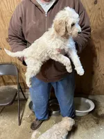 Molly, a female Labradoodle for sale in Pelzer, SC – Photo 2 of 5