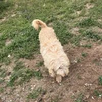 Molly, a female Labradoodle for sale in Pelzer, SC – Photo 5 of 5
