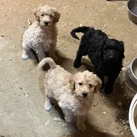 Molly, a female Labradoodle for sale in Pelzer, SC – Photo 3 of 5
