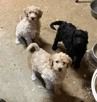 Molly, a female Labradoodle for sale in Pelzer, SC – Photo 3 of 5