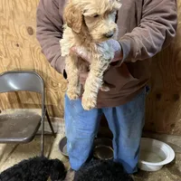 Molly, a female Labradoodle for sale in Pelzer, SC – Photo 1 of 5