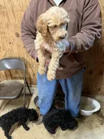 Molly, a female Labradoodle for sale in Pelzer, SC – Photo 1 of 5