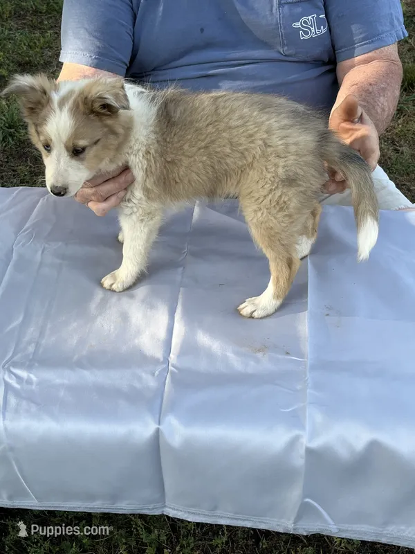 Sweetie  – Shetland Sheepdog puppy for sale in Pelzer, SC