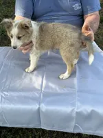 Sweetie , a female Shetland Sheepdog for sale in Pelzer, SC – 1 of 9