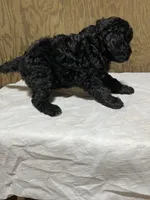 Bob, a male Labradoodle for sale in Pelzer, SC – Photo 5 of 10