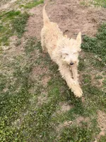 Bob, a male Labradoodle for sale in Pelzer, SC – Photo 8 of 10