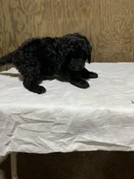 Bob, a male Labradoodle for sale in Pelzer, SC – Photo 6 of 10