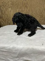 Bob, a male Labradoodle for sale in Pelzer, SC – Photo 1 of 10