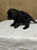 Bob, a male Labradoodle for sale in Pelzer, SC – Photo 2 of 10