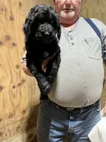 Bob, a male Labradoodle for sale in Pelzer, SC – Photo 4 of 10