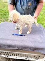 Bright blue boy, a male Labradoodle for sale in Pelzer, SC – Photo 2 of 5