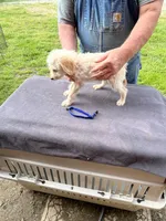 Bright blue boy, a male Labradoodle for sale in Pelzer, SC – Photo 3 of 5