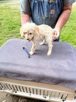 Bright blue boy, a male Labradoodle for sale in Pelzer, SC – Photo 1 of 5