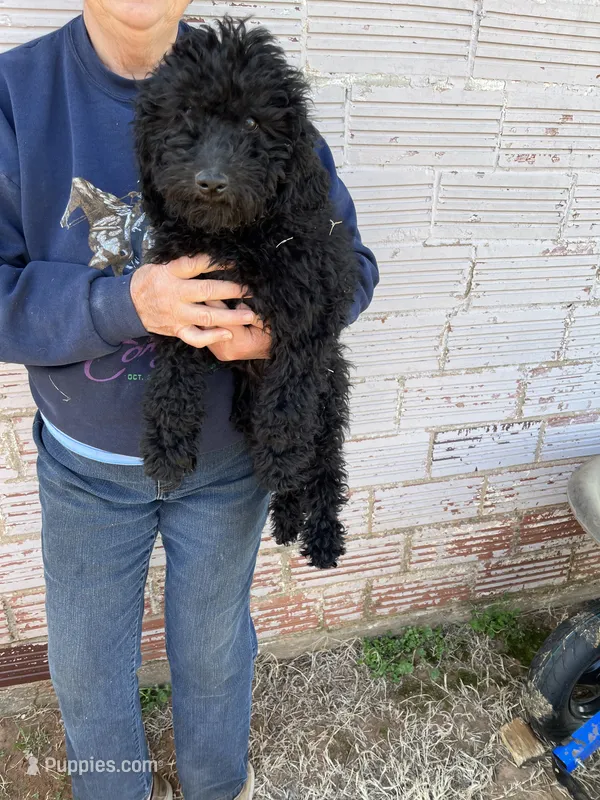 Jolly – Labradoodle puppy for sale in Pelzer, SC