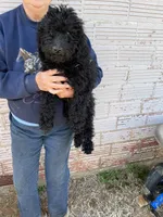 Jolly, a female Labradoodle for sale in Pelzer, SC – 1 of 7