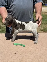 Green Boy, a male German Shorthaired Pointer for sale in Pelzer, SC – 7 of 10