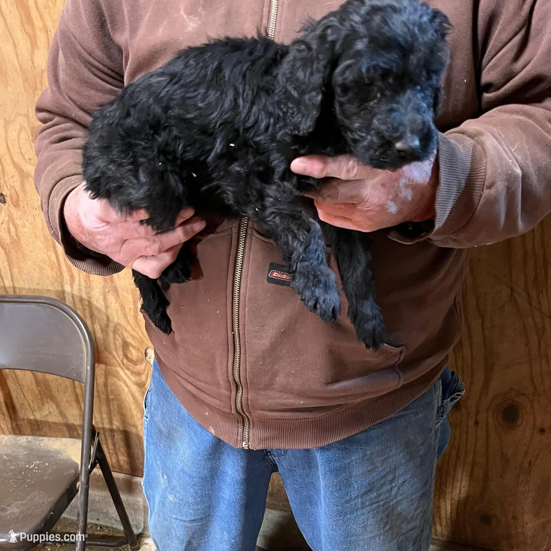 Curley, a male Labradoodle for sale in Pelzer, SC – Photo 3 of 5