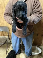 Curley, a male Labradoodle for sale in Pelzer, SC – Photo 1 of 5