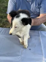 Pipi, a female Shetland Sheepdog for sale in Pelzer, SC – 2 of 9