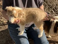Lassie, a female Shetland Sheepdog for sale in Pelzer, SC – 6 of 10
