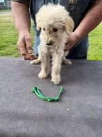 Green boy, a male Labradoodle for sale in Pelzer, SC – Photo 2 of 5