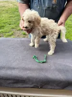 Green boy, a male Labradoodle for sale in Pelzer, SC – Photo 3 of 5