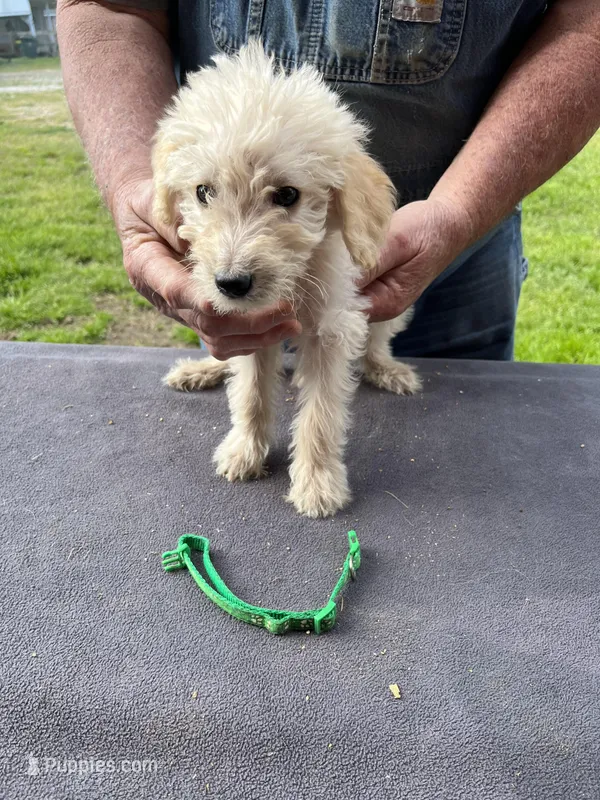 Green boy, a male Labradoodle for sale in Pelzer, SC – Photo 1 of 5