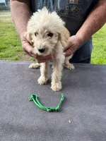 Green boy, a male Labradoodle for sale in Pelzer, SC – Photo 1 of 5