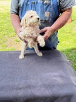 No collar girl, a female Labradoodle for sale in Pelzer, SC – Photo 1 of 6