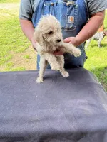 No collar girl, a female Labradoodle for sale in Pelzer, SC – Photo 3 of 6