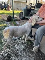 No collar girl, a female Labradoodle for sale in Pelzer, SC – Photo 5 of 6