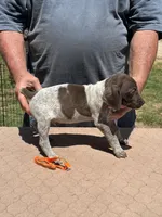 Orange boy, a male German Shorthaired Pointer for sale in Pelzer, SC – 6 of 8