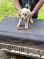 Orange girl, a female Labradoodle for sale in Pelzer, SC – Photo 2 of 5