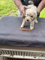 Orange girl, a female Labradoodle for sale in Pelzer, SC – Photo 1 of 5
