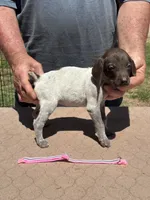 Pink girl, a female German Shorthaired Pointer for sale in Pelzer, SC – 3 of 6