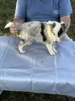 Blue two, a female Shetland Sheepdog for sale in Pelzer, SC – 3 of 9
