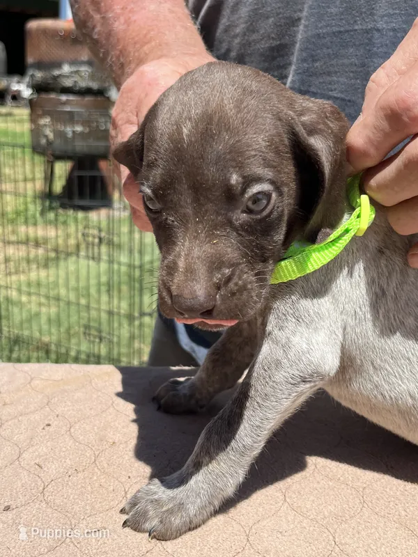 Neon boy  – German Shorthaired Pointer puppy for sale in Pelzer, SC
