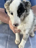 Blue two, a female Shetland Sheepdog for sale in Pelzer, SC – 6 of 9