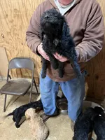 Noel, a female Labradoodle for sale in Pelzer, SC – Photo 2 of 6