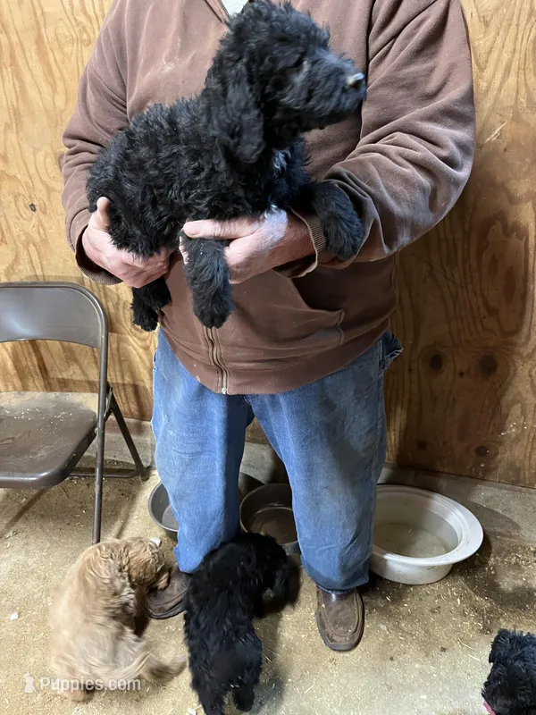 Noel – Labradoodle puppy for sale in Pelzer, SC