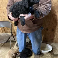 Noel, a female Labradoodle for sale in Pelzer, SC – Photo 2 of 5