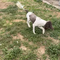 Noel, a female Labradoodle for sale in Pelzer, SC – Photo 5 of 5